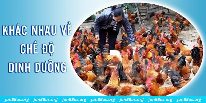 sin 88 xổ số thứ sáu hàng tuần